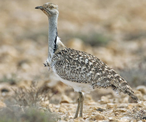 Тоодгой (Жороо тоодгой)