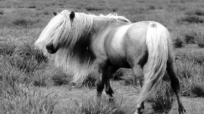 Таван хошуу мал - Адуу