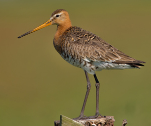 Цууцал (Морин цууцал)