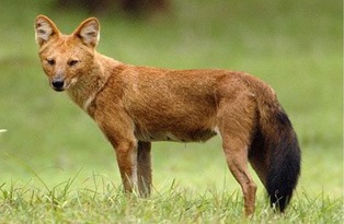 Цөөвөр чоно (Cuon alpinus, Pallas 1811)