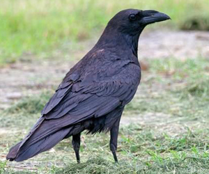 Хэрээ (Хон хэрээ)