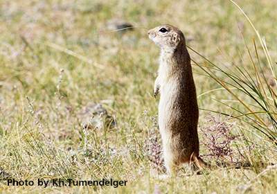 Гозоорой зурам (Spermophyllus alaschanicus Buchner, 1988)