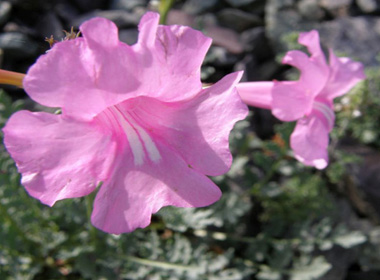 Улаан тулам 