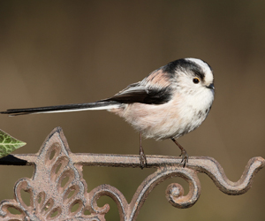 Хөхбухандай (Сүүлт хөхбухандай)