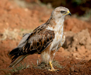 Сар (Талын сар)