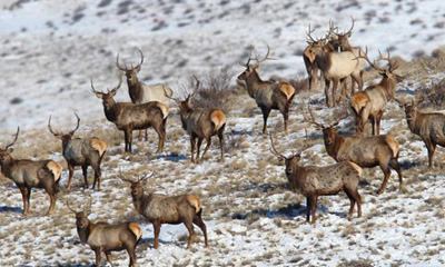 Буга (Cervus elaphus Linnaeus, 1758)