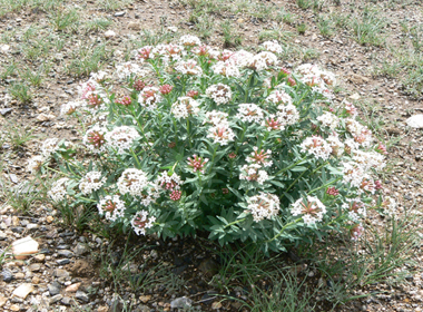 Далантүрүү