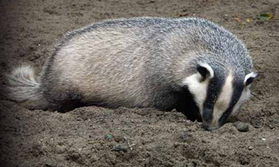 Дорго (Meles meles, Linnaeus 1758)