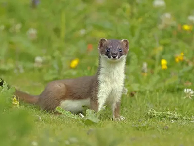 Солонго (Mustela erminea)