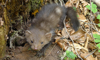Суусар булга (Martes foina intermedia, Erxleben, 1777)