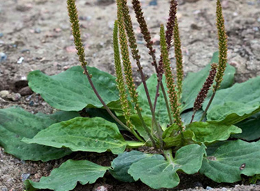 Тавансалаа