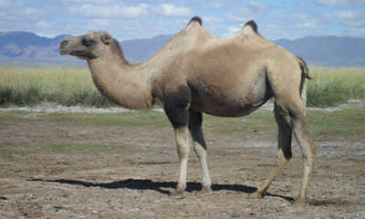 Хавтгай тэмээ (Camelus ferus Przewalski, 1883) 