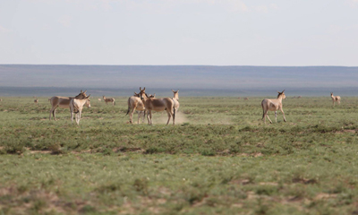 Хулан адуу (Equus hemionus hemionus Pallas, 1975)