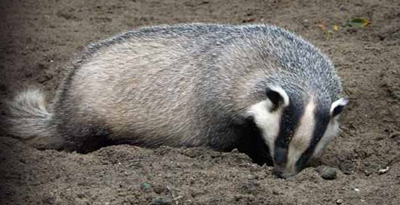 Элбэнх (Nyctereutes procyonoides, Gray 1834)