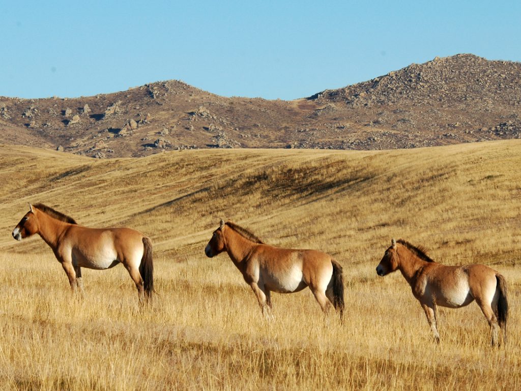 ХУСТАЙН НУРУУНЫ ТАНИН МЭДЭХҮЙН АЯЛАЛ