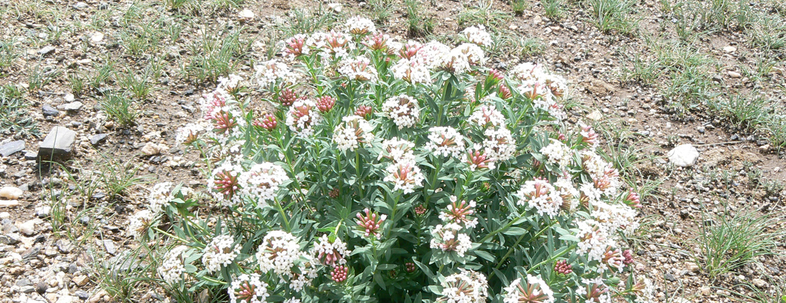 Далантүрүү